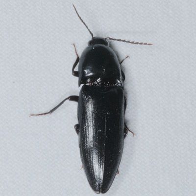 Subfamily Elaterinae