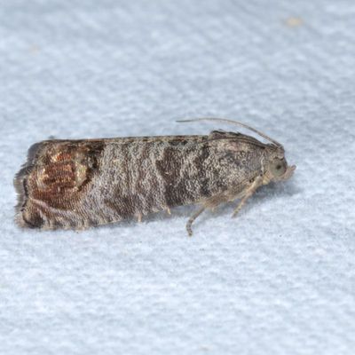 Tortricidea Moths : 2701-3863
