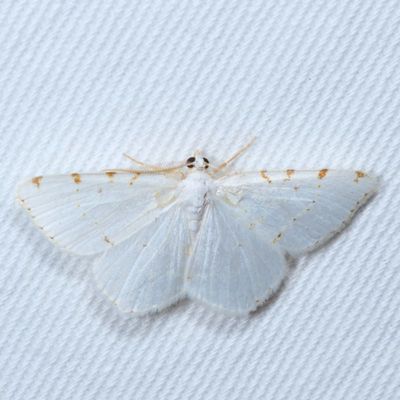 Hodges#6273 * Lesser Maple Spanworm * Speranza pustularia