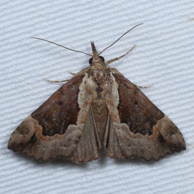 Noctuidae: Herminiinae through Hypeninae Moths 8322 - 8489