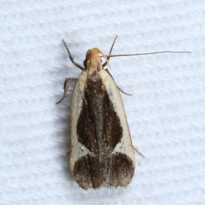 Hodges#2295 * Cream-bordered Dichomeris * Dichomeris flavocostella
