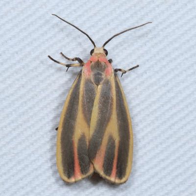 Hodges#8090 * Painted Lichen Moth * Hypoprepia fucosa