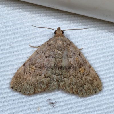 Hodges#8323 * Common Idia * Idia aemula