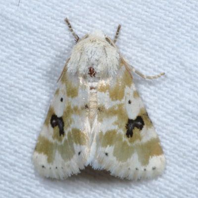 Hodges#11177 * Goldenrod Flower Moth * Schinia nundina