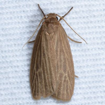 Hodges#8045.1 * Pale Lichen Moth * Crambidia pallida