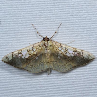 Hodges#5241 * Basswood Leafroller Moth * Pantographa limata