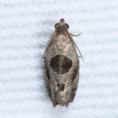 Hodges#3203 * Brighton's Epiblema Moth * Epiblema brightonana