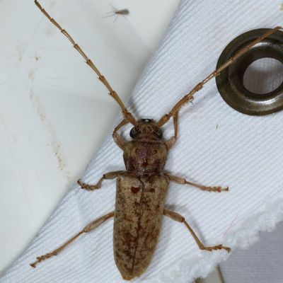 Enaphalodes rufulus * Red Oak Borer