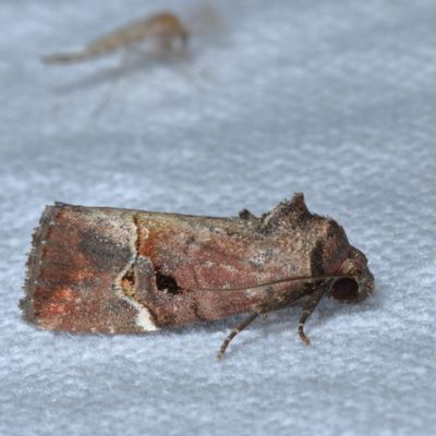 Hodges#9678 * Variegated Midget * Elaphria versicolor
