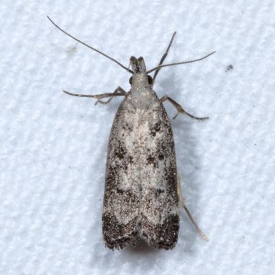 Hodges#2310  * Dichomeris inversella