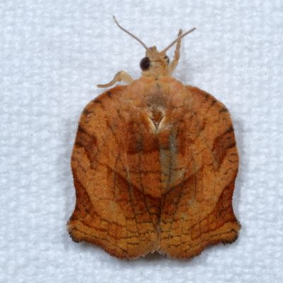 3592 - 3694 : Tortricidae : Tortricinae - Archipini