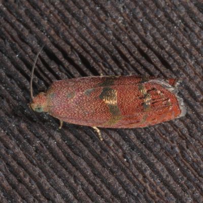 Hodges#3494 * Filbertworm Moth * Cydia latiferreana