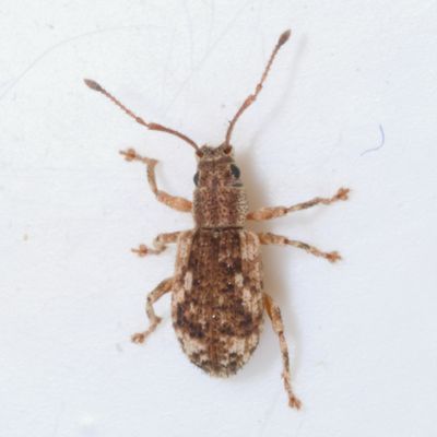 Pseudoedophrys hilleri * Peach Root Weevil