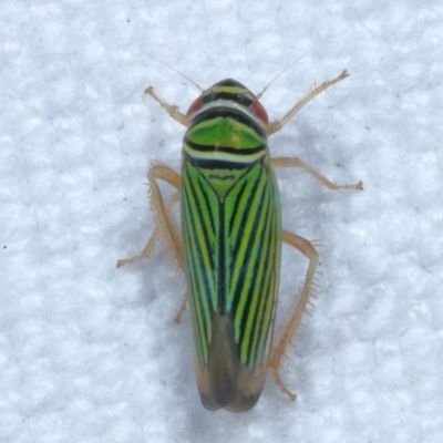 Subfamily Cicadellinae