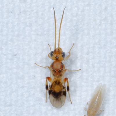 Genus Phanerotoma