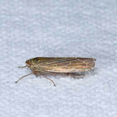Paramesus major