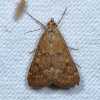 Crambidae : 4934 - 5298 : Pyraustina