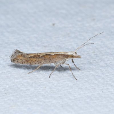 2312-2512 : Copromorphoidea-Yponometoidea