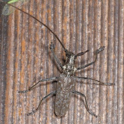Monochamus notatus * Northeastern Pine Sawyer