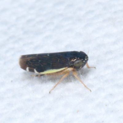 Subfamily Deltocephalinae