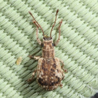 Pseudoedophrys hilleri * Peach Root Weevil
