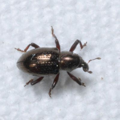 Tyloderma aereum