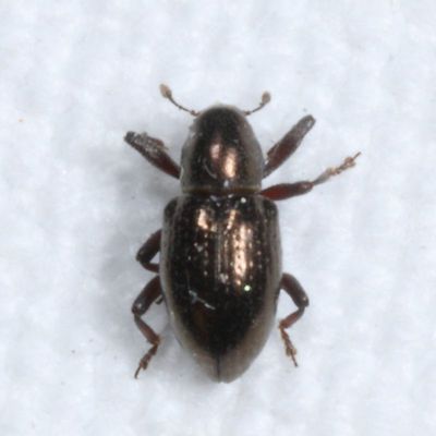 Tyloderma aereum