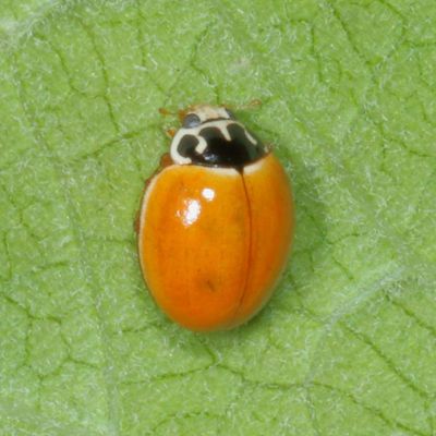 Coccinellidae : Ladybird Beetles