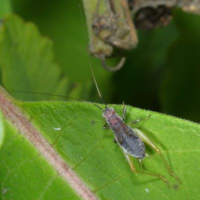 Red-headed Bush Cricket
