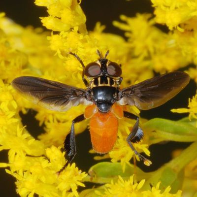 Genus Trichopoda