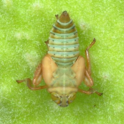 Jikradia olitoria nymph * Coppery Leafhopper