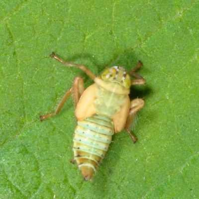 Jikradia olitoria nymph * Coppery Leafhopper
