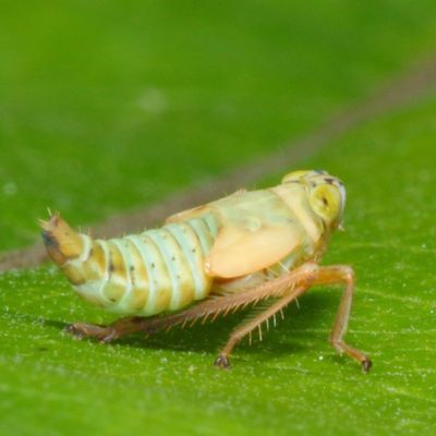Jikradia olitoria