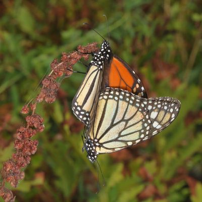 Monarch