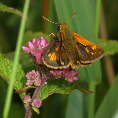 Peck's Skipper