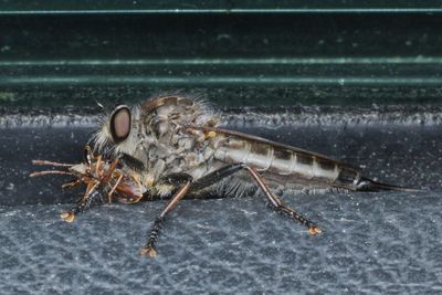 Efferia aestuans * Northeastern Hammertail