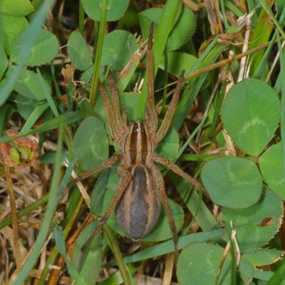Lycosidae : Wolf Spiders