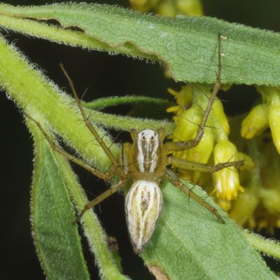 Oxyopes salticus * Striped Lynx Spider