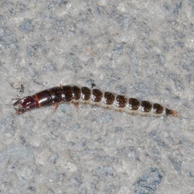 Subfamily Scaritinae larva