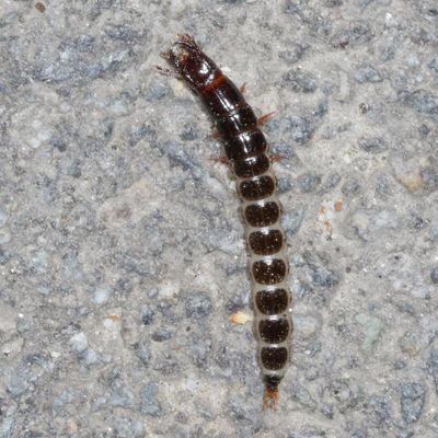 Subfamily Scaritinae 
