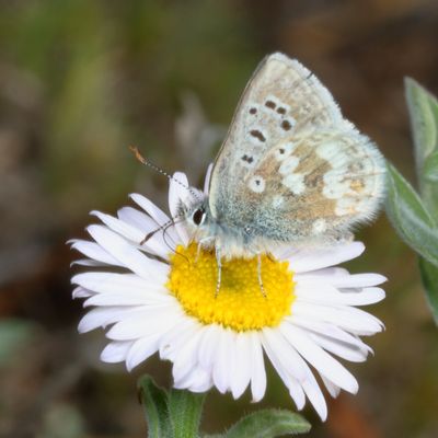 Arctic Blue