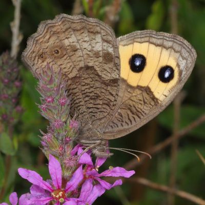 Common Wood-Nymph