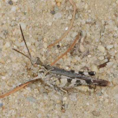 Psinidia fenestralis * Longhorn Band-wing Grasshopper