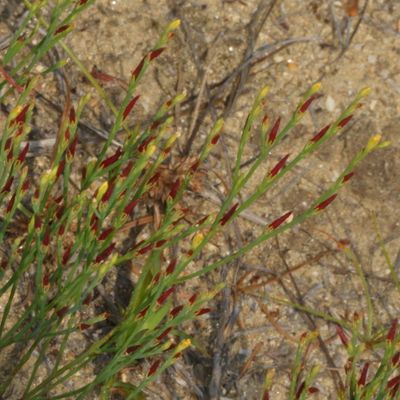 Hypericum gentianoides * Pineweed