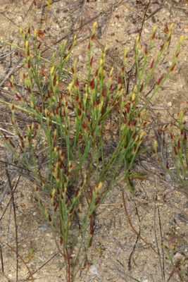 Hypericum gentianoides * Pineweed