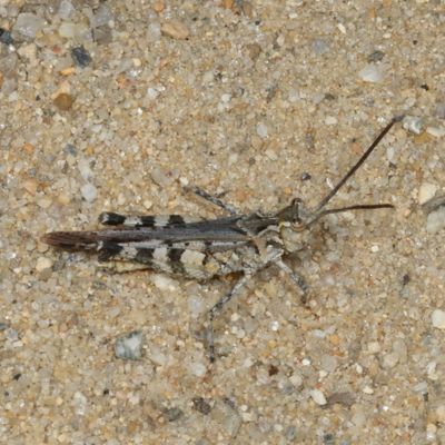 Psinidia fenestralis * Longhorn Band-wing Grasshopper