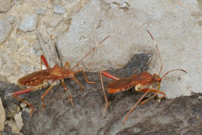 Megalotomus quinquespinosus * Lupine Bug