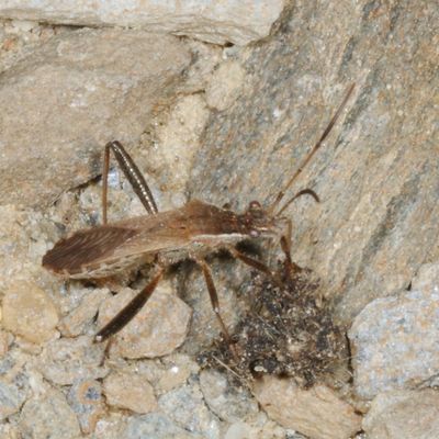 Alydidae : Broad-headed Bugs