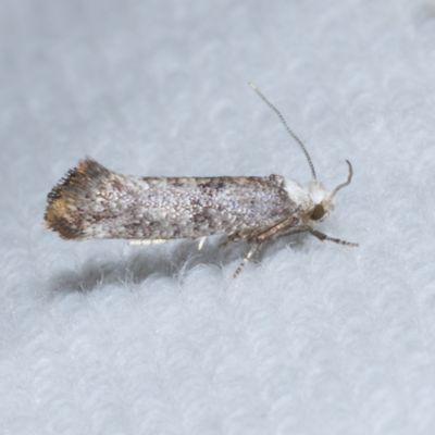 Hodges#2413 * Birch Ermel * Swammerdamia caesiella