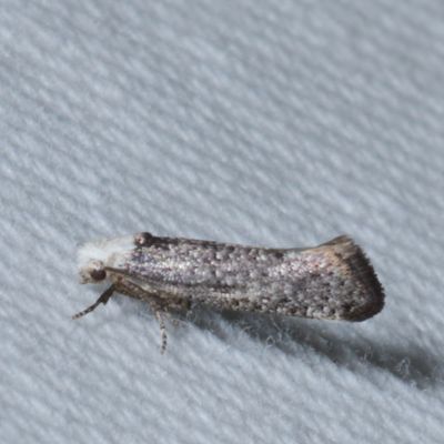 2312-2512 : Copromorphoidea-Yponometoidea